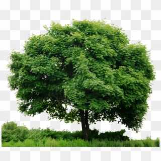 Trees Png - Save Tree Save Earth Clipart