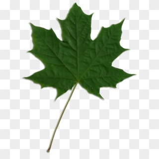 Acer Scanned Leaf - Green Maple Leaf Png Clipart
