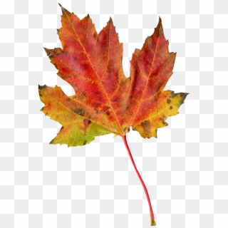 Leaf Autumn Clipart