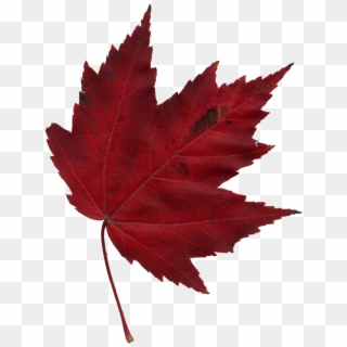 Falling Red Maple Leaf Clipart