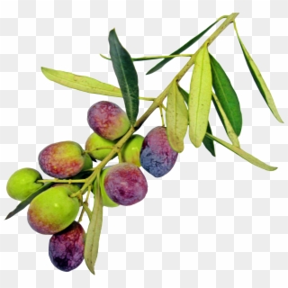Olive Png Pic - Olive Oil Clipart