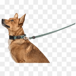 Previousnext - Dog On Leash Png Clipart