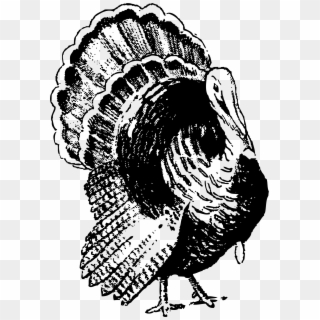 Big Image - Free Clipart Images Black And White Turkey - Png Download