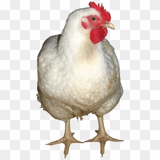 Png Image Information - White Chicken Png Clipart