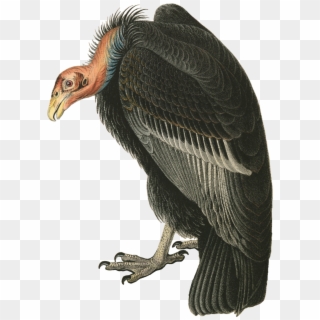 The Birds Of America Beaky Buzzard Bird - Andean Condor Png Clipart