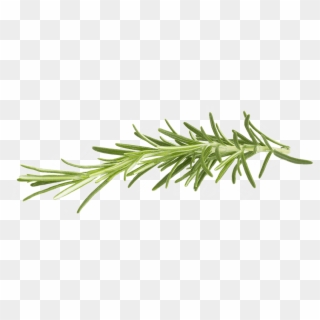 Rosemary - Rosemary Png Clipart