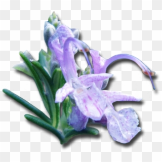 Rosemary Transparent Clipart