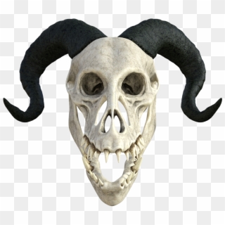 Skeleton Anatomy Skull - Dragon Skull Transparent Background Clipart