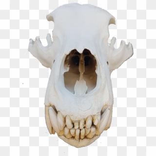 Bear Skull Png - Skull Clipart