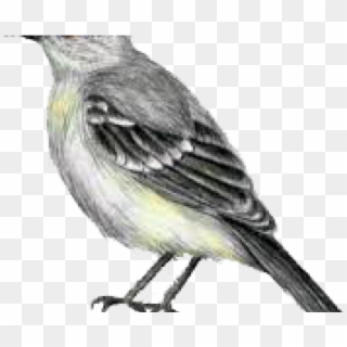 Northern Mockingbird Clipart
