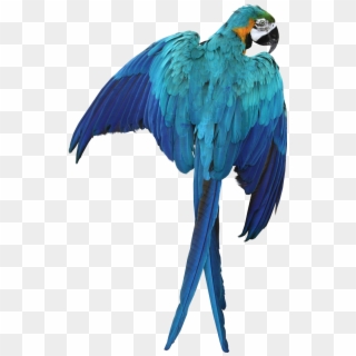 Macaw Parrot Transparent Image Bird Graphic - Blue Macaw No Background Clipart