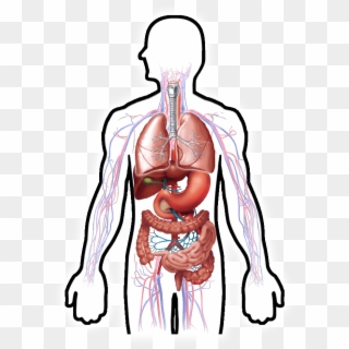 Human Outline - Digestive System Clipart Hd - Png Download