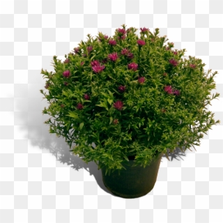 Aster 17cm Pot Productfoto Shadow Clipart