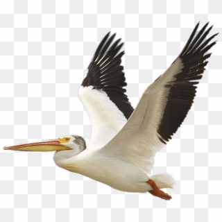Download Flying White Pelican Transparent Png - Pelican Transparent Background Clipart