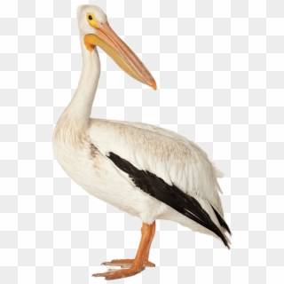 Brown Pelican - Pelicano Png Clipart