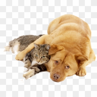 Dog And Cat Png - Dog Cat Png Transparent Clipart