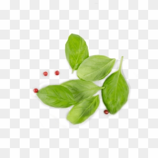 Tip Gallery - Basil From Top Png Clipart