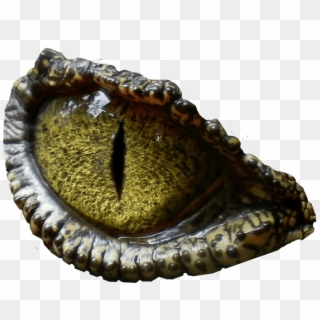 Free Png Images - Dinosaur Eye No Background Clipart