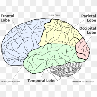 Lofi Diagram Of The Main Brain Lobes - Lobes Of The Brain No Background Clipart
