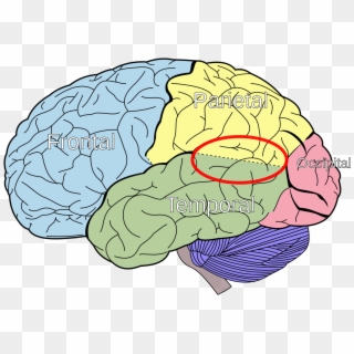 Lobes Of The Brain Clipart