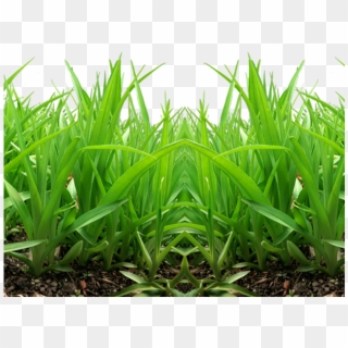 Grass Png Transparent Images - Grass Png For Picsart Clipart