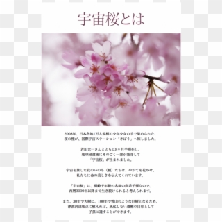 Three Grand Cherry Blossoms Of Japan きぼうの桜 Uchu Sakura - Cherry Tree Clipart