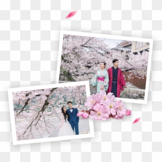 Best Cherry Blossoms Spots In Japan - Cherry Blossom Clipart