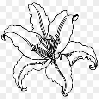 Tiger Lily Outline Clipart Graphic Freeuse - Tiger Lily Line Drawing - Png Download