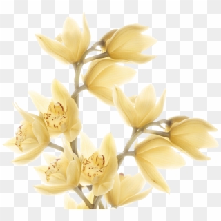 Feature Image - Cluster-lilies Clipart