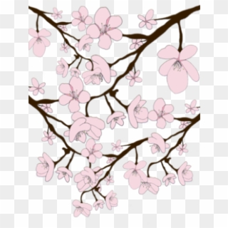 Drawn Cherry Blossom Transparent - Illustration Clipart