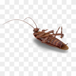 Cockroach Png No Background - Membrane-winged Insect Clipart