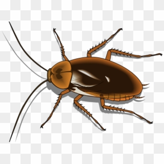 Cockroach Clipart Pest - Cockroach Clipart Png Transparent Png