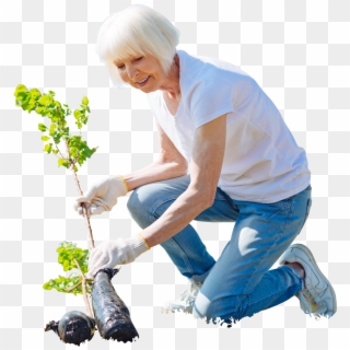 Cutout Elder Woman Planting Tree,garden Activity - Cut Out People Gardening Clipart