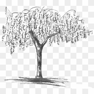 Wisteria Grey - Wisteria Tree Drawing Png Clipart