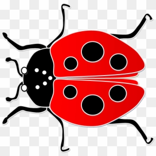 Learn The Parts Of A Ladybug - Lady Bug Clipart