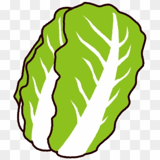 Chinese Cabbage Png Download Clipart