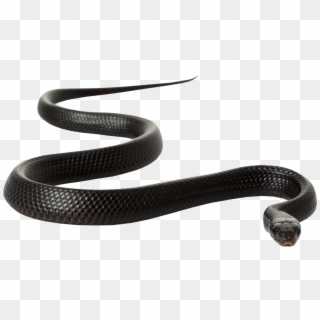 Black Rat Clip Art Snakes Transprent Png - Black Mamba Snake White Background Transparent Png