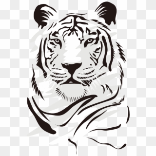 Tiger Png Vector - Dibujos De Tigres Blancos Clipart