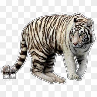 Free Png Download White Tiger Wall Clock Png Images - Transparent White Tiger Clipart