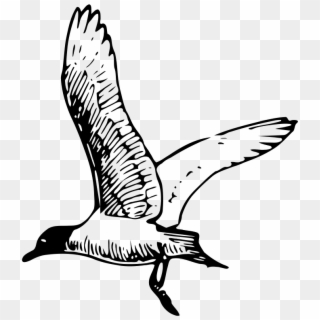 Franklin S Seagull - Black And White Seagull Png Clipart