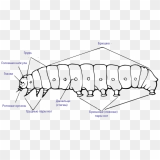 External Morphology Of The Caterpillar Rus - Morphologie De La Chenille Clipart