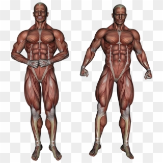 Muscle Muscular System Anatomy Bodybuilding - Anatomie Png Clipart
