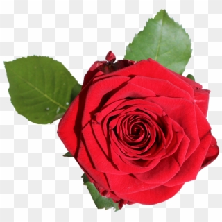 Red Rose With Green Leaves - 장미 Png Clipart