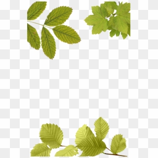 Image - Leaves Overlay Png Clipart