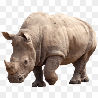 Paws 4 Africa Rhino - Black Rhinoceros Clipart