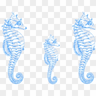 Turquoise Seahorse Clipart - Png Download