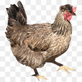 Chicken Png Image - Png Chicken Clipart