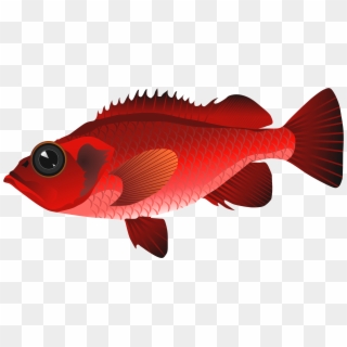 Red Fish Png Clipart - Clip Art Red Fish Transparent Png