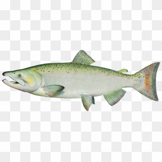 Chinook-salmon - Ivory King Salmon Clipart