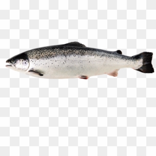 Salmon Del Atlantico Caracteristicas Clipart